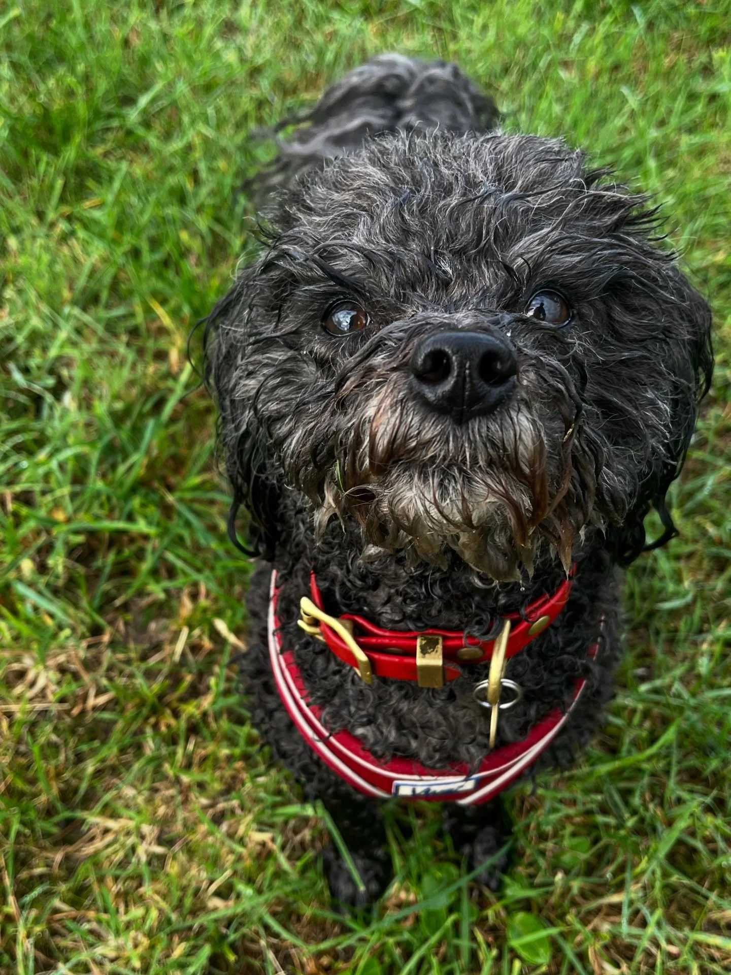 A morning dew soaked Nero. You&rsquo;re welcome. 
#clevedondogsquad