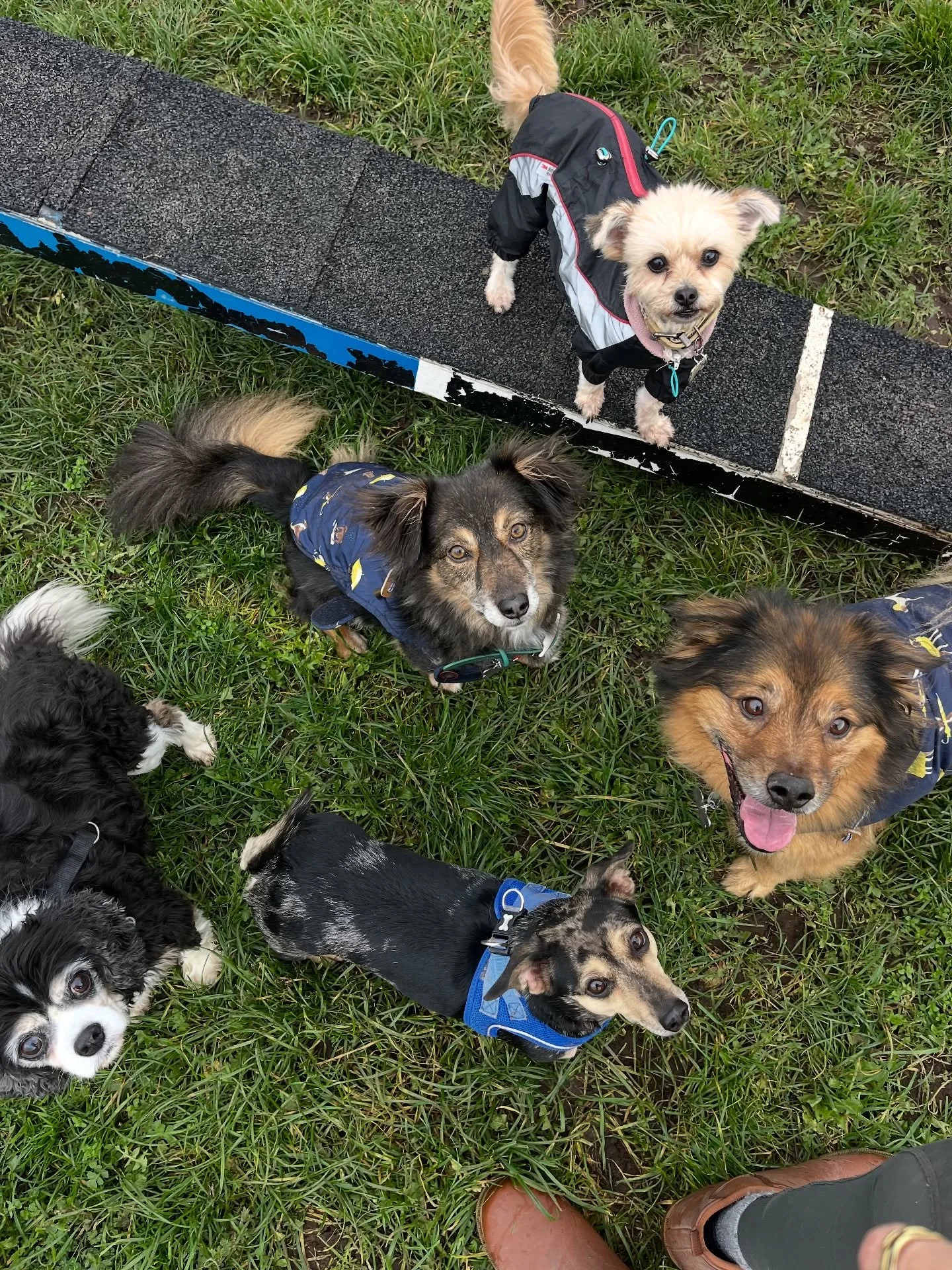 Always bags of fun with this bunch of teeny weenies. 
#clevedondogsquad