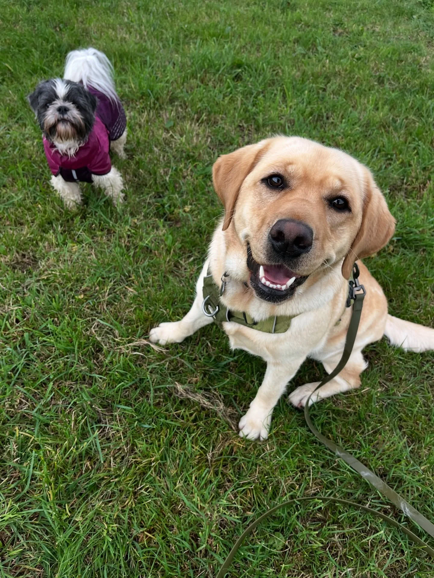 Kizzy just made another best friend! 
#clevedondogsquad