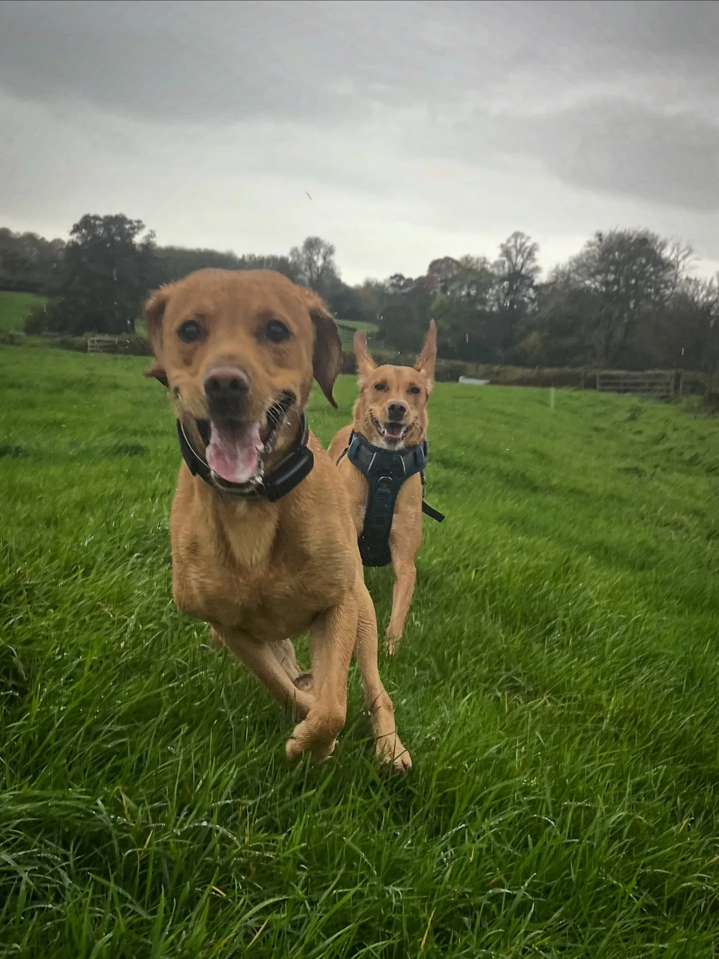 Torrential rain for Kiki and Arlo&hellip;.not that they noticed!! 😂
#clevedondogsquad