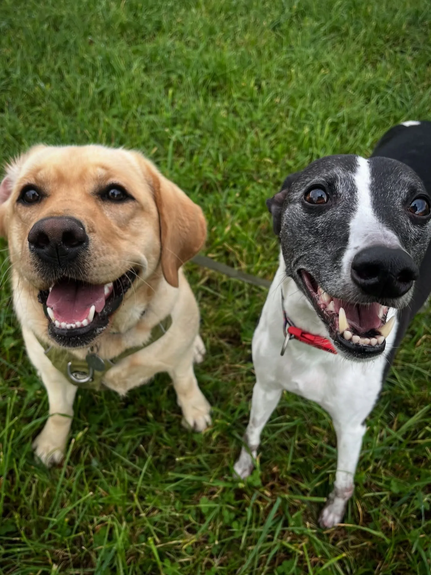 Loved introducing Finley and Billie. They made lovely walking buddies today! 
#clevedondogsquad