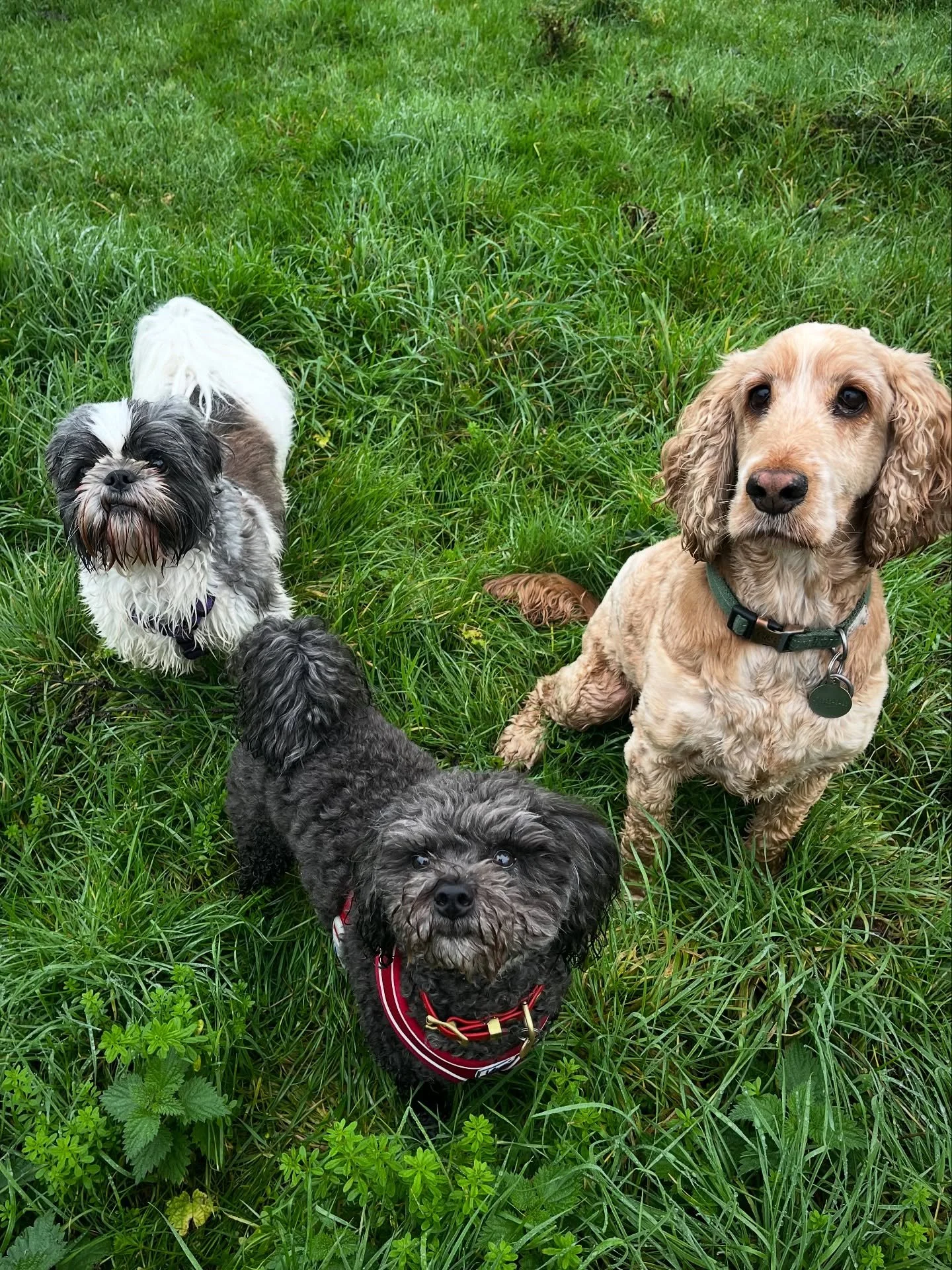 A morning walk with the lads! 
#clevedondogsquad