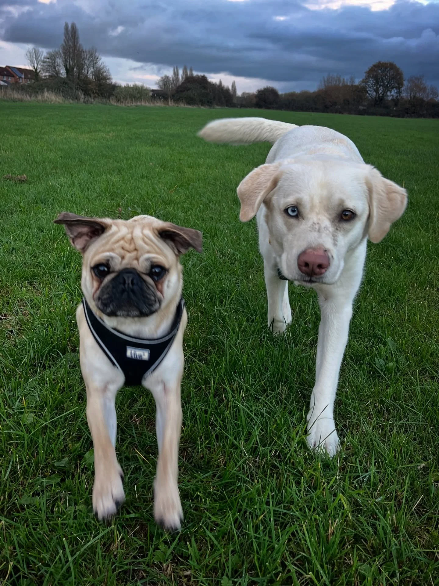 Moody skies and cutie pies 
#clevedondogsquad