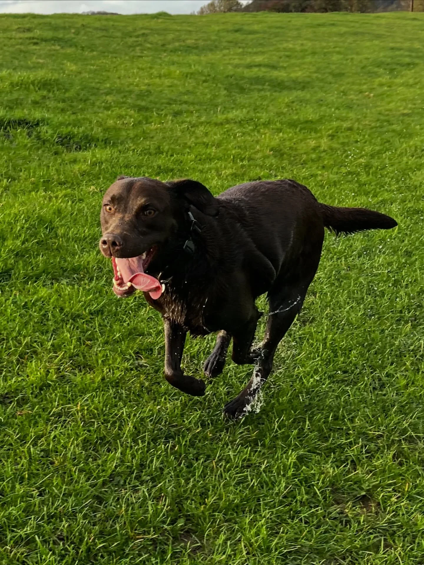 Wonderful walk with these three 
#clevedondosquad