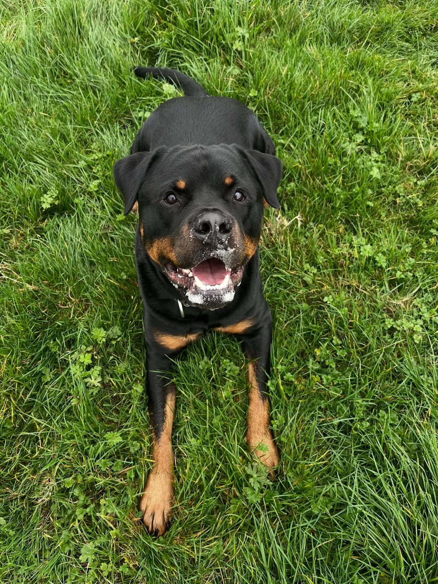 Exploring with big Ralph x
#clevedondogsqaud