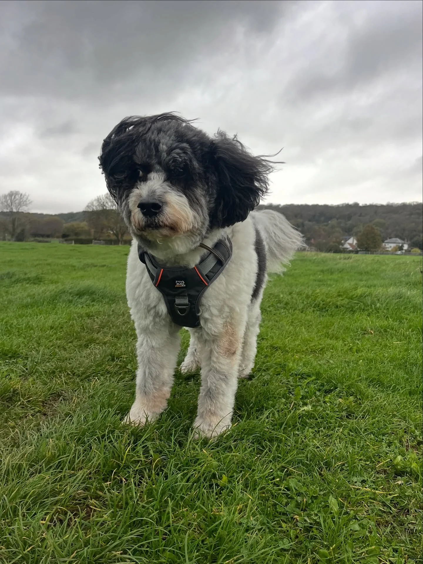 Freddie had the wind up him again today! Lovely blustery walk with Teddy, Murphy and Freddie 
#clevedondogsquad