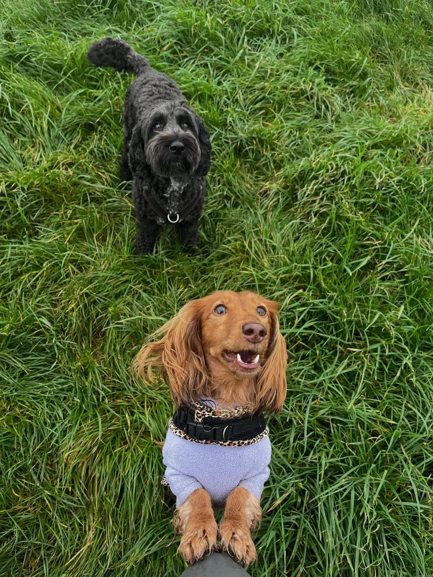 Tuesday morning gang 
#clevedondogsquad
