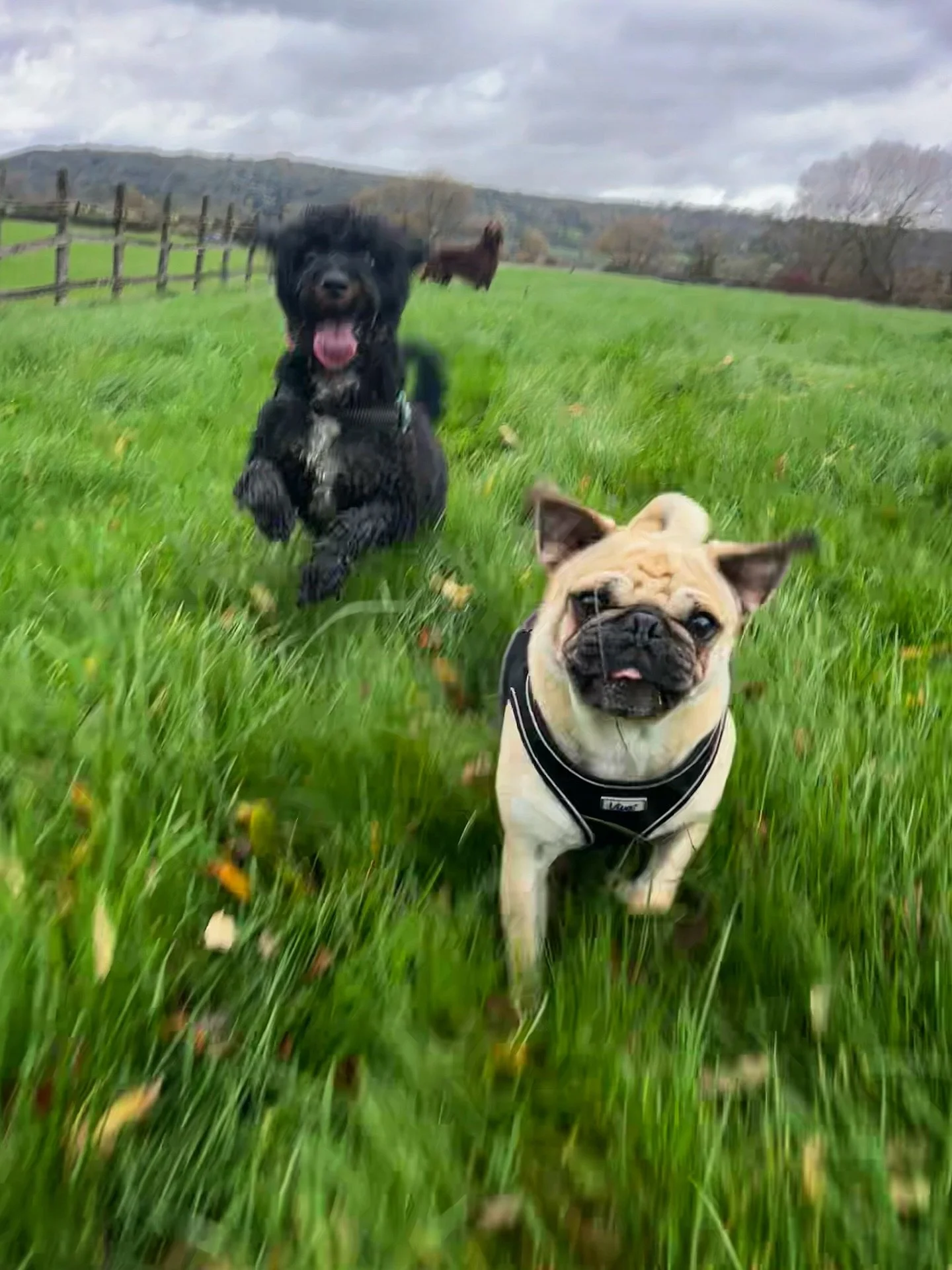 We got absolutely soaked but I don&rsquo;t think they noticed! 
#clevedondogsquad