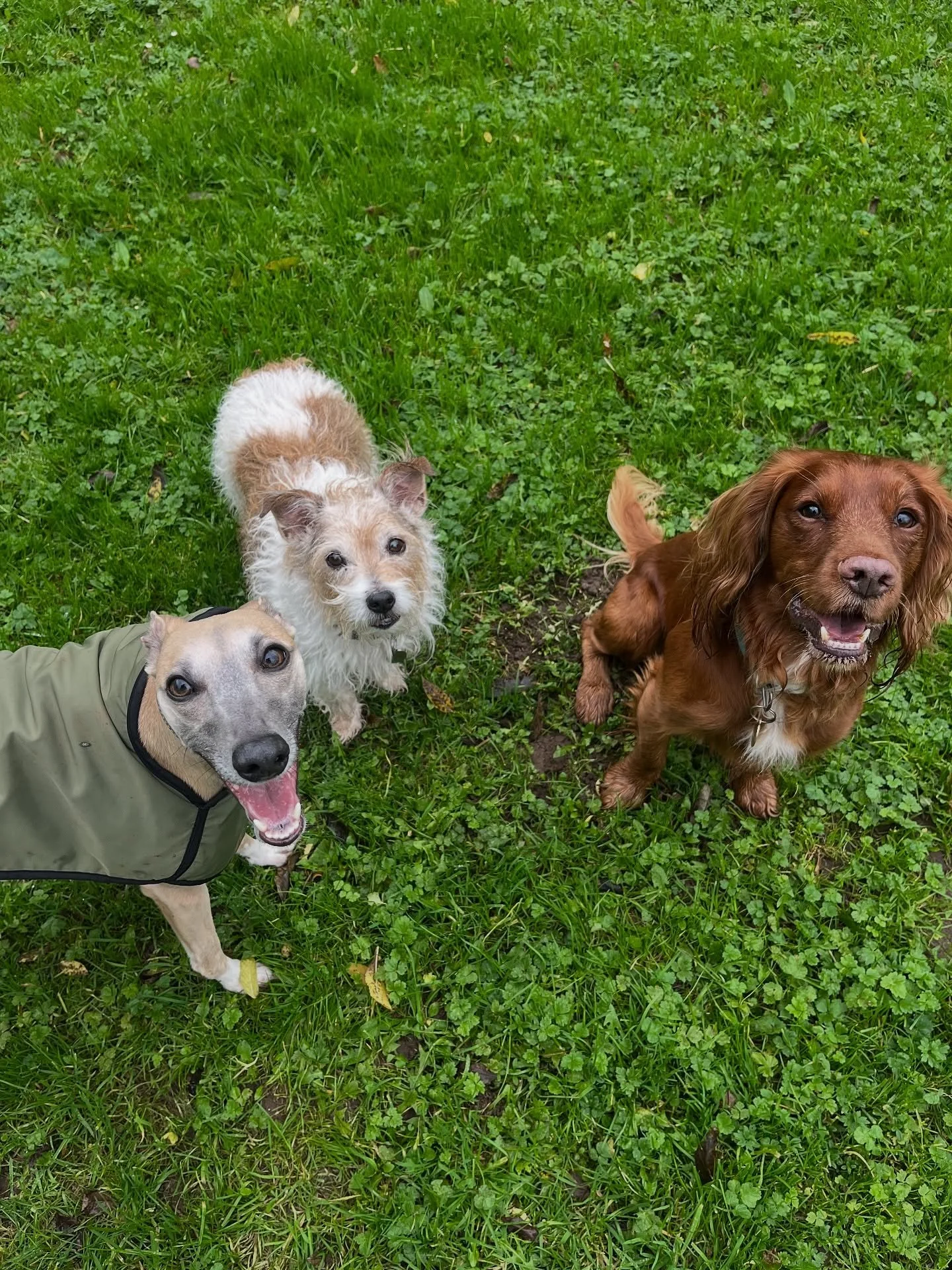 Cadbury Hill is always so fun and beautiful in the Autumn. 🍂 
#clevedondogsquad