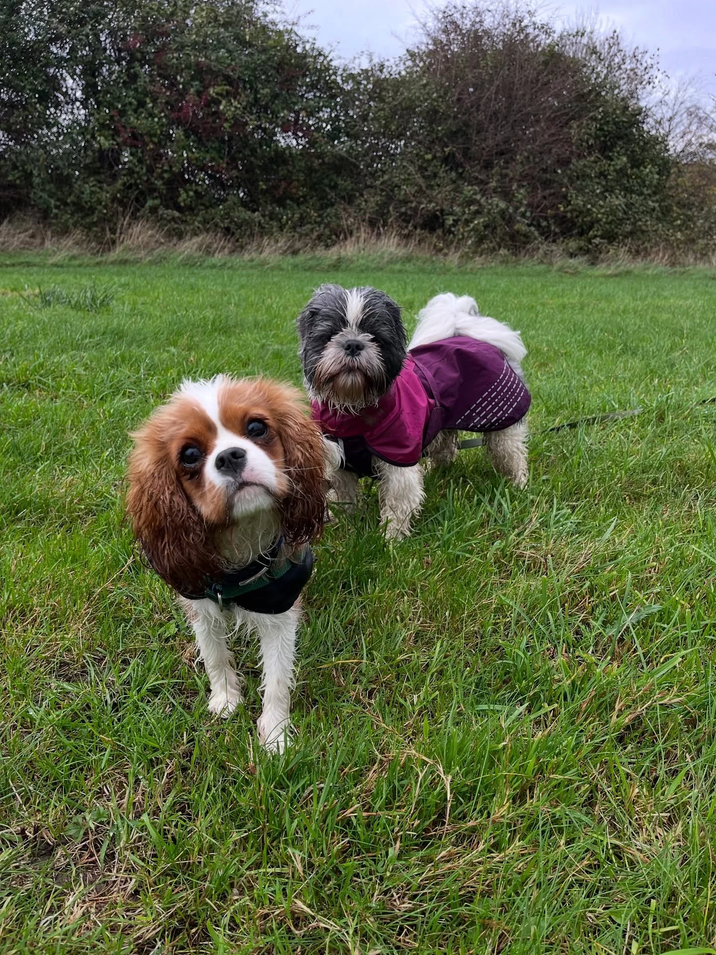 Puppy Kerry joined us for a wet walk this morning and we had so much fun working on her recall and playing with new friends Kizzy and Nero 
@clevedondogsquad