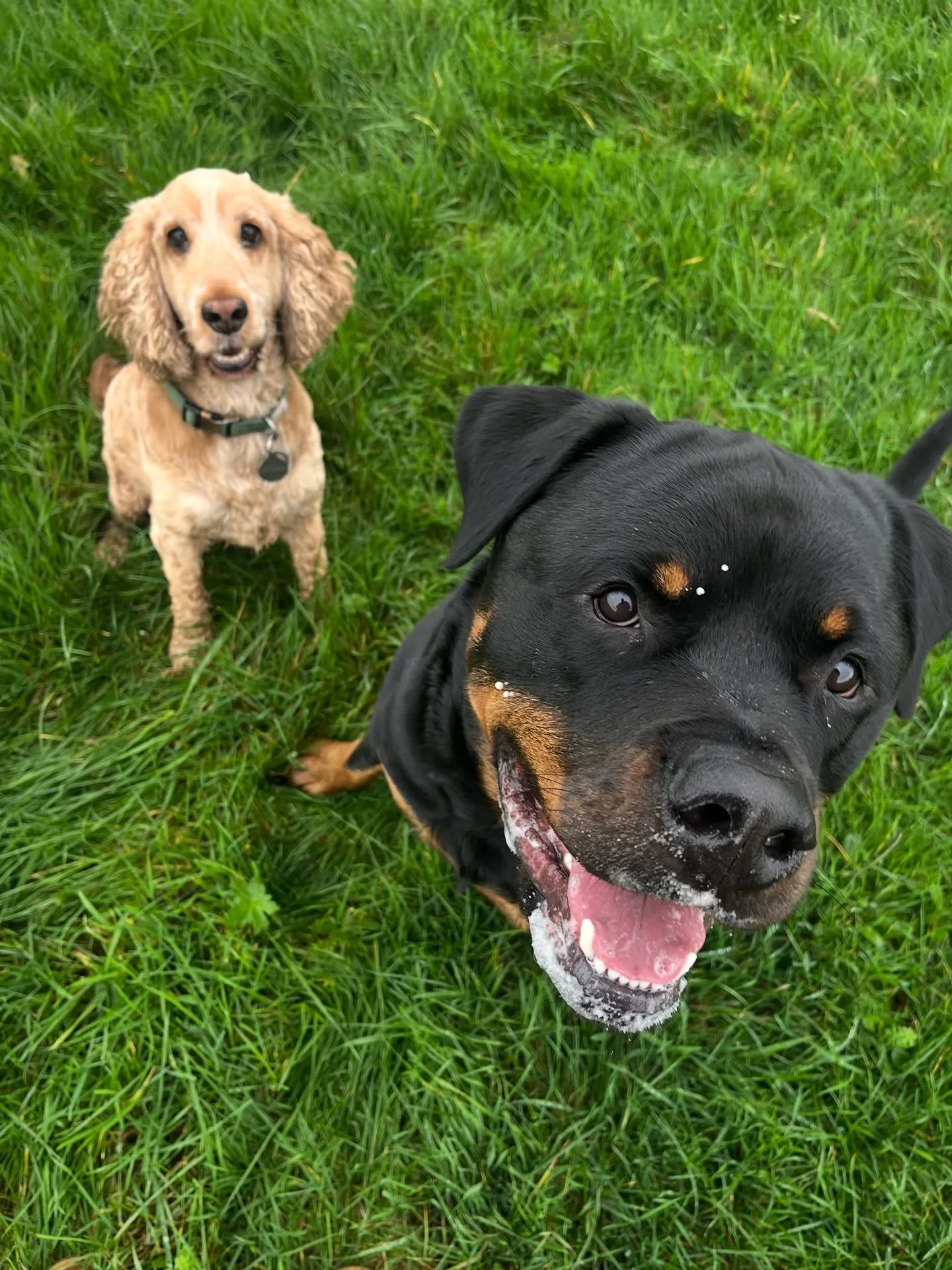 Always a pleasure to walk these two gents. 
#clevedondogsquad