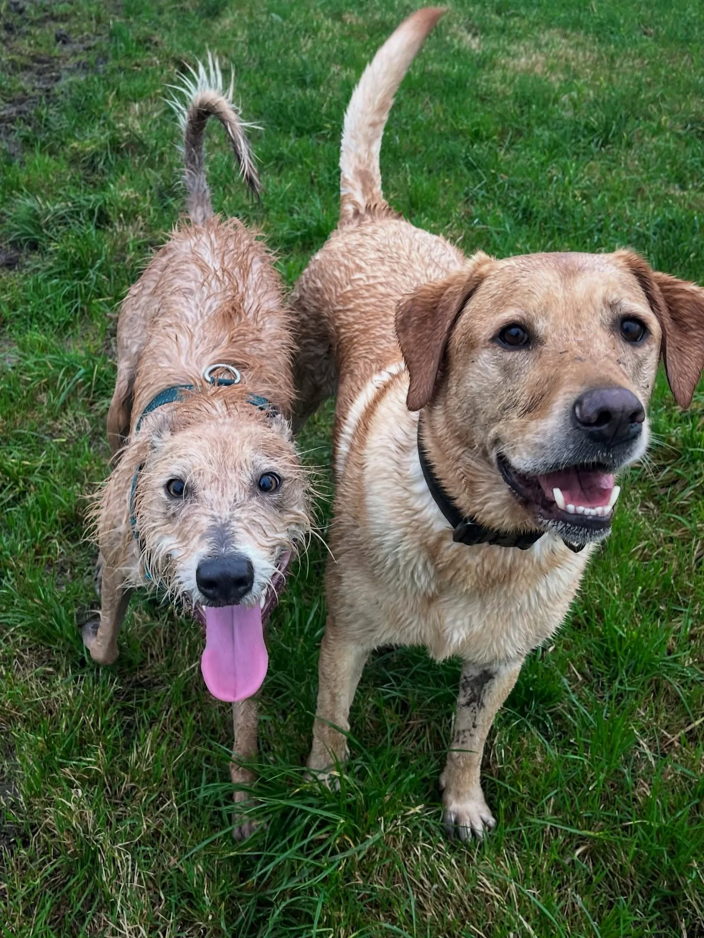 Last walk of the day exploring fields and streams in Tickenham. 
#clevedondogsquad