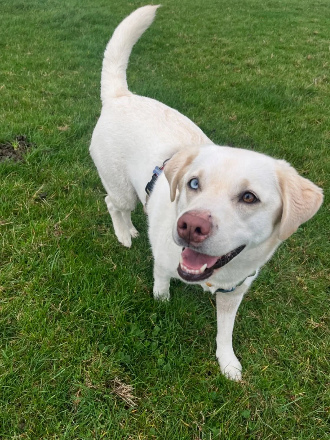 Beauty queen 🫅 
#clevedondogsquad