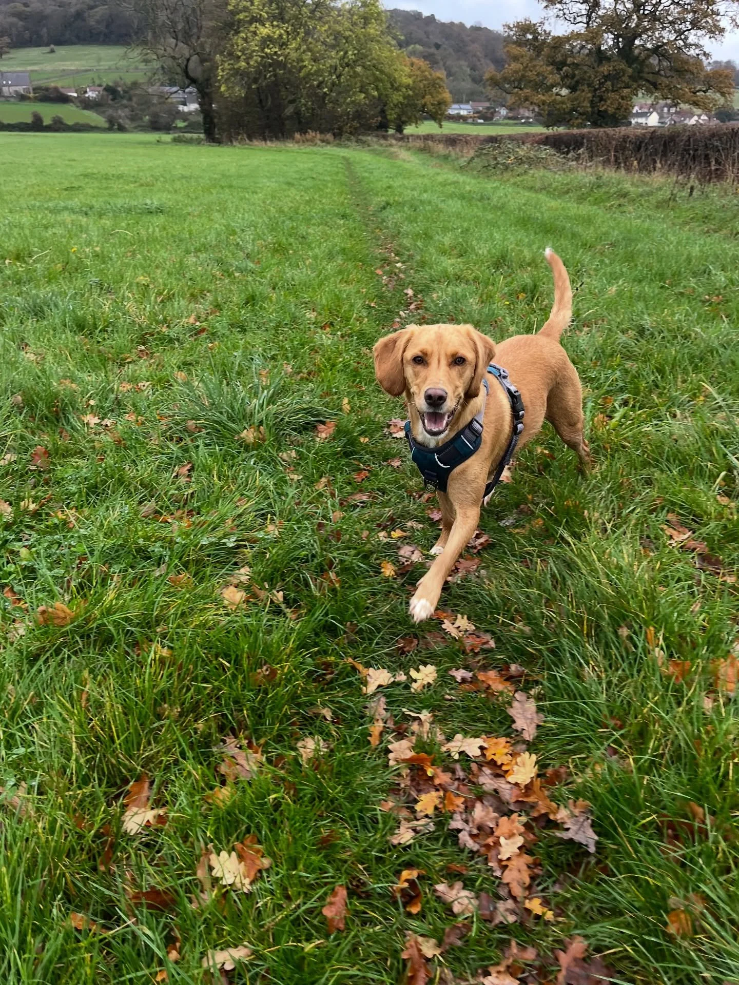 Kiki and Murphy 
#clevedondogsquad