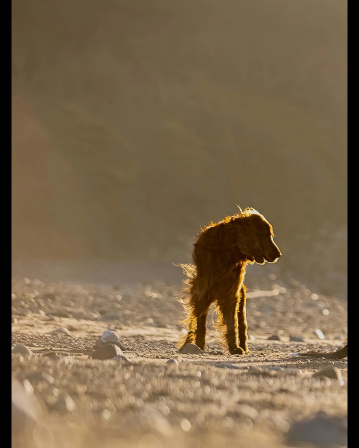 Golden hour beach walks (pic 1 of 3) - full image on main profile.

Gorgeous light for this afternoons beach walk with @clevedondogsquad_photography @murphy_the_goodest_boi_  and friends&hellip;

#clevedon #clevedondogsquad #clevedondogsquadphotograp