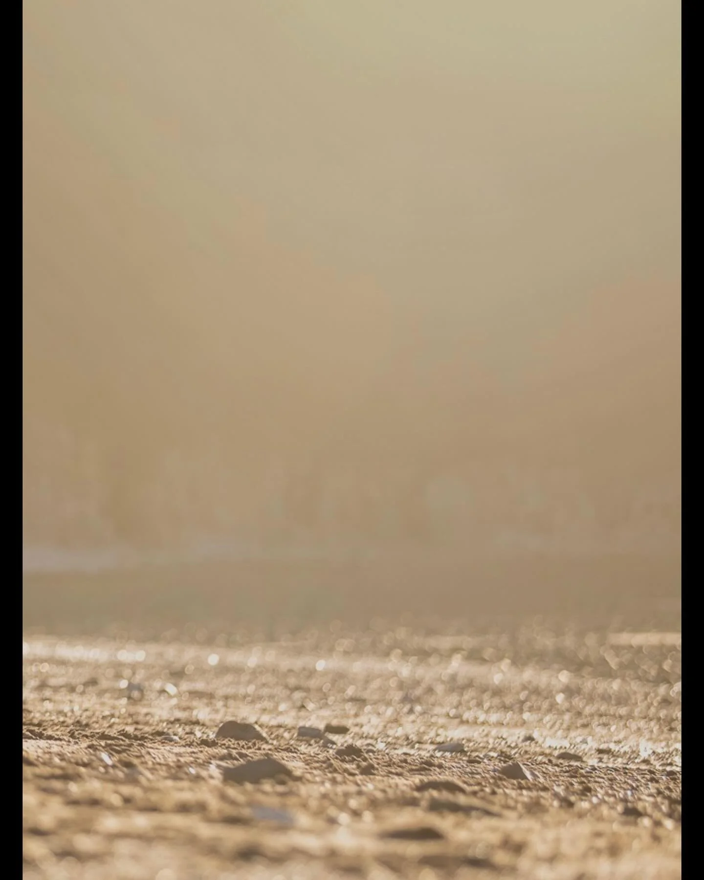 Golden hour beach walks (pic 3 of 3) - full image on main profile.

Gorgeous light for this afternoons beach walk with @clevedondogsquad_photography @murphy_the_goodest_boi_  and friends&hellip;

#clevedon #clevedondogsquad #clevedondogsquadphotograp