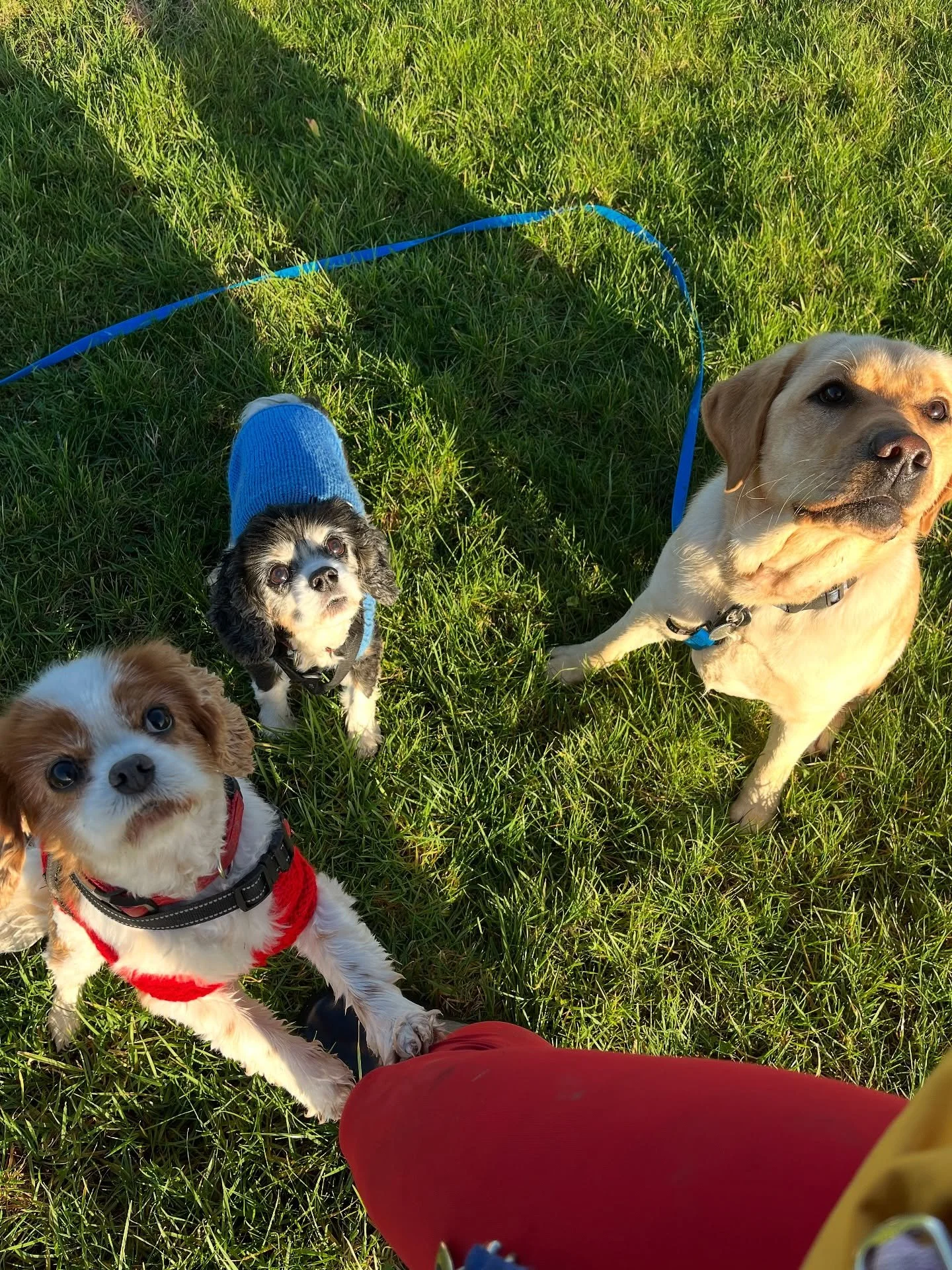 What a glorious day 
#clevedondogsquad