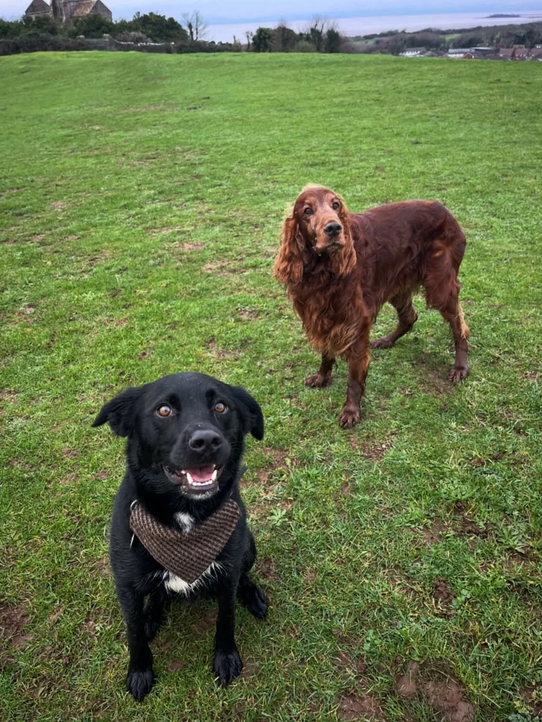 A lovely Sunday at Uphill with these two knuckleheads. @budleighthesprollie
