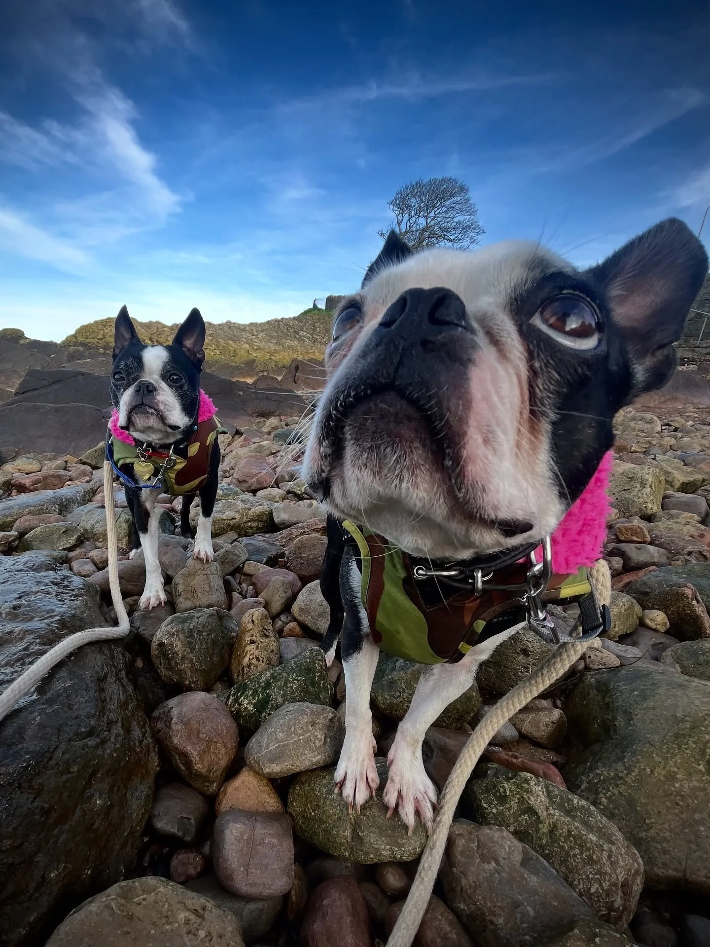 Beach babes 
#clevedondogsquad