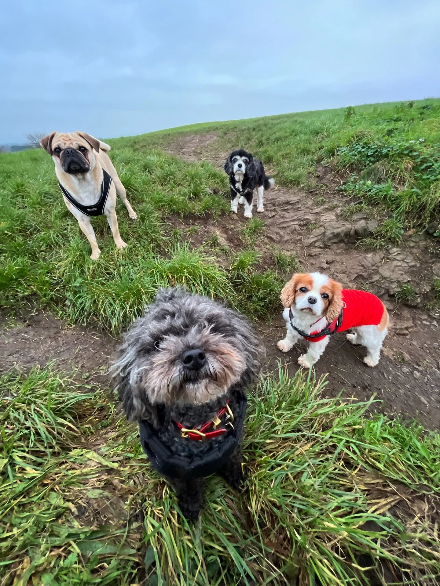 The smalls. 
#clevedondogsquad