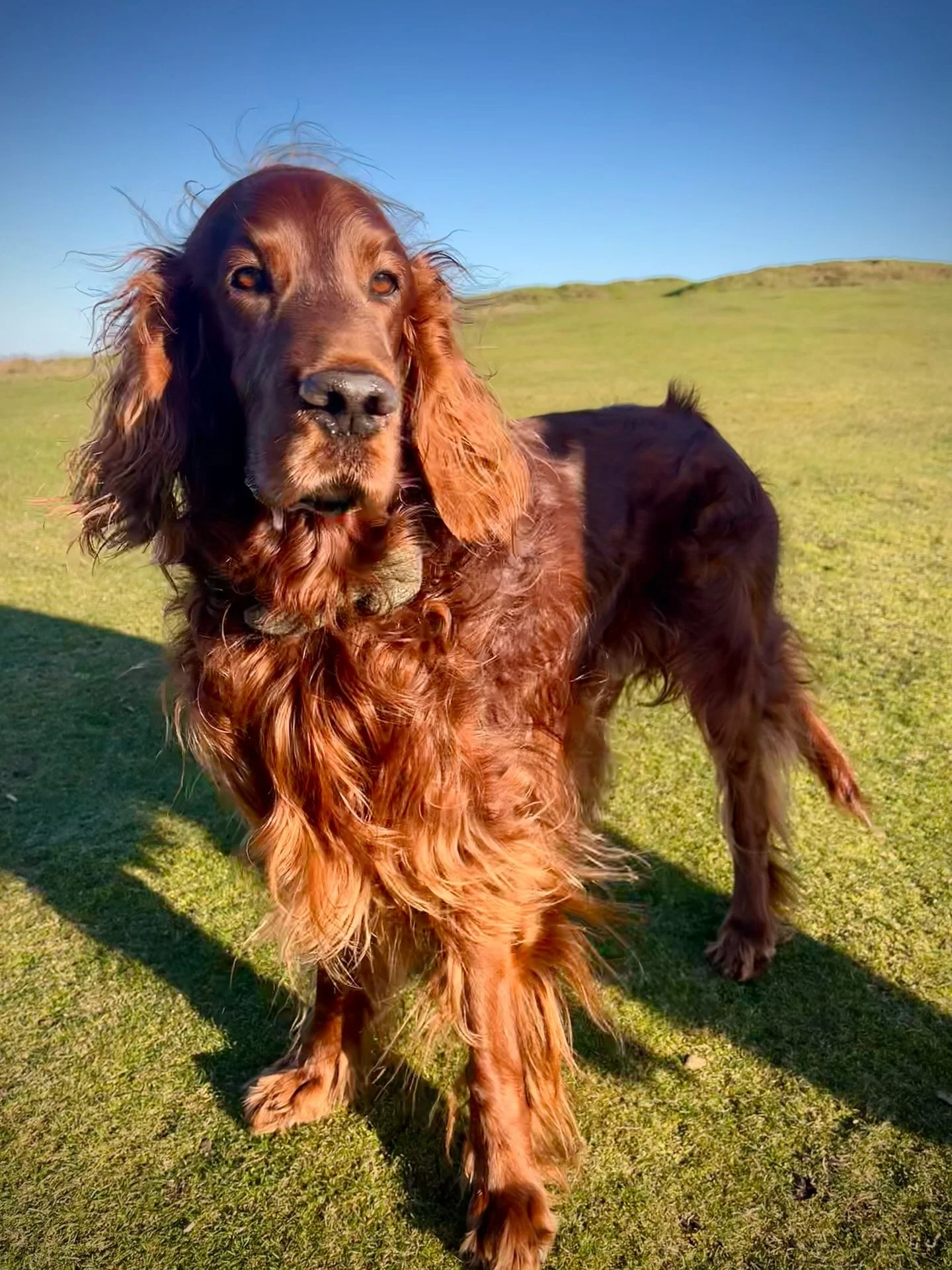 Christmas walk on the Quantocks
