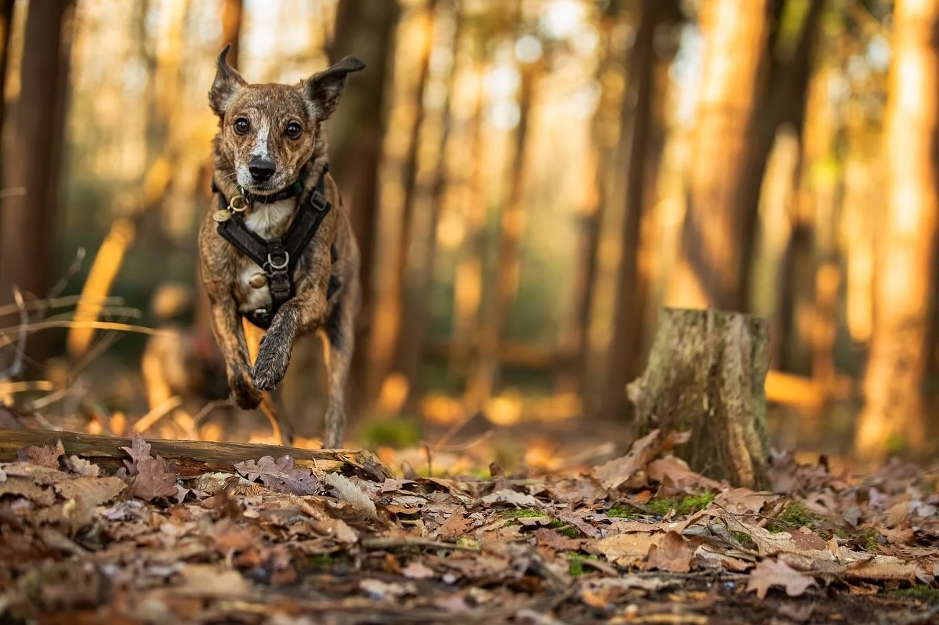 A lovely post Boxing Day woodland walk catching up with Clevedon Dog Squad family @rapscallionruby 

#clevedondogsquad #clevedondogsquadphotography #dogphoto #dogphotography #petphotography #woodlandwalks🐾🍁 #dogwalks #dogwalkersofinstagram