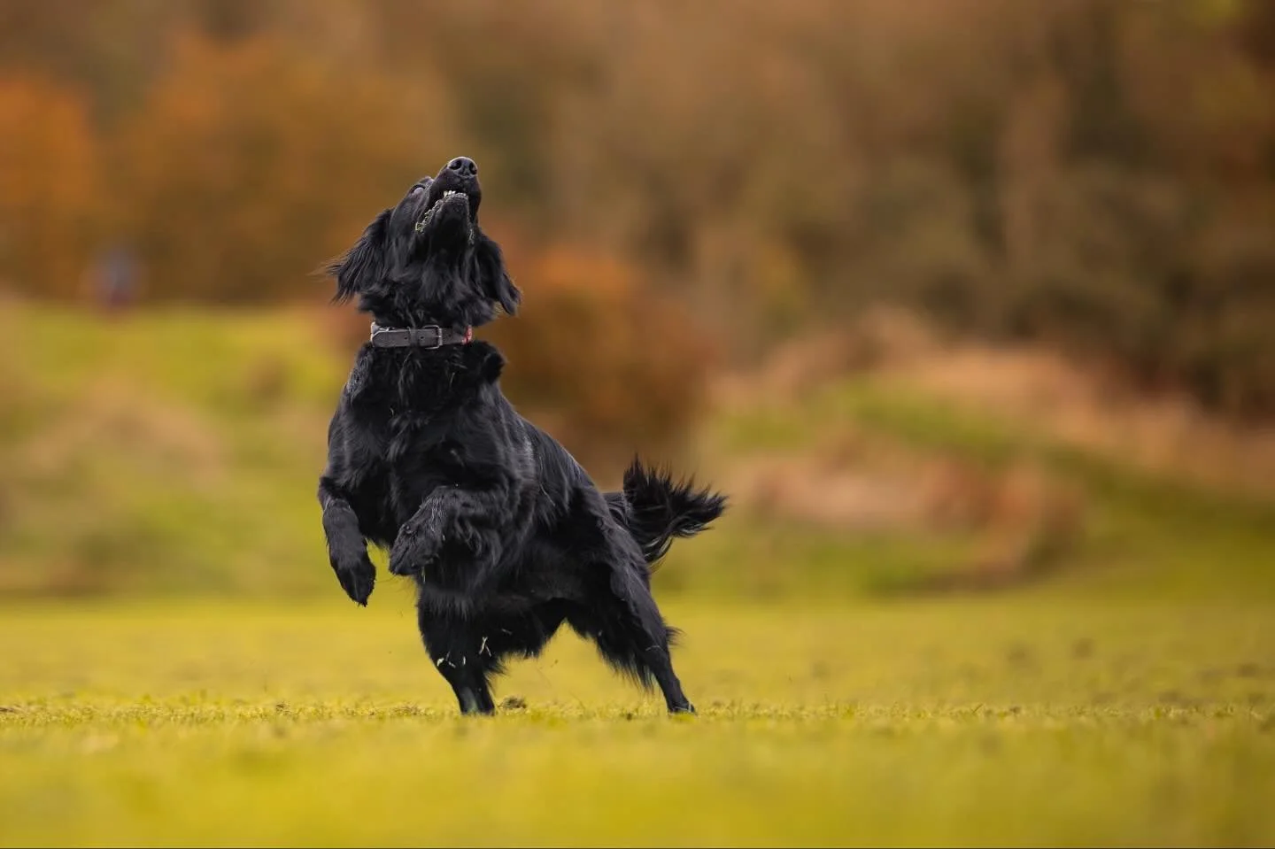 &lsquo;Minnie&rsquo; always with her eye on the ball

#clevedon #clevedondogsquad #clevedondogsquadphotography #dogs #dogphotography #petphotography #animalphotography #dogsofinstagram #petsofinstagram #flatcoatretriever