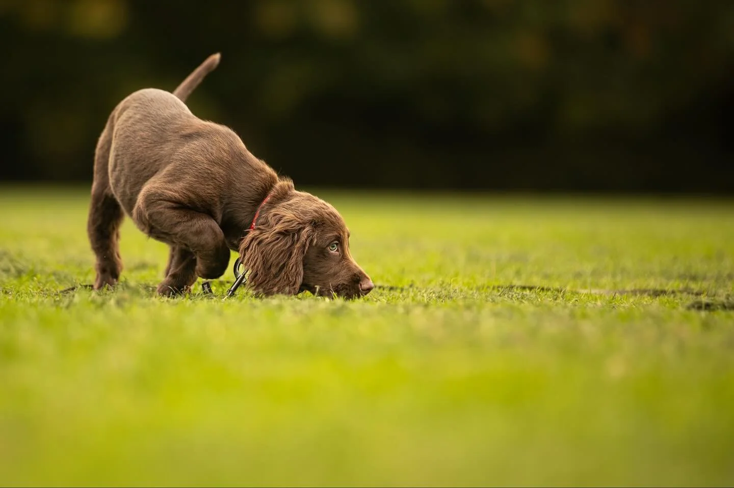 &lsquo;Bramble&rsquo; discovering all the new smells&hellip;
 
#clevedon #clevedondogsquad #clevedondogsquadphotography #dogs #dogphotography #petphotography #animalphotography #dogsofinstagram #petsofinstagram #cockerspanielofinstagram