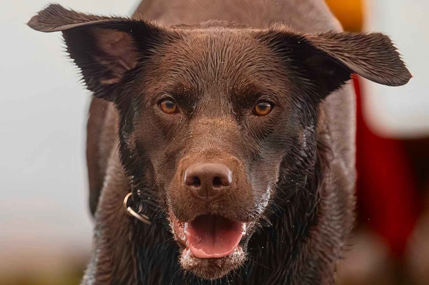 &lsquo;Luna&rsquo; coming straight at the camera this morning

#clevedon #clevedondogsquad #clevedondogsquadphotography #dogphotography #dogsofinstagram #dogsofbristol #dogsofbath #dogsofsomerset #dogchristmascards #petphotographyuk #dogphotogift #do