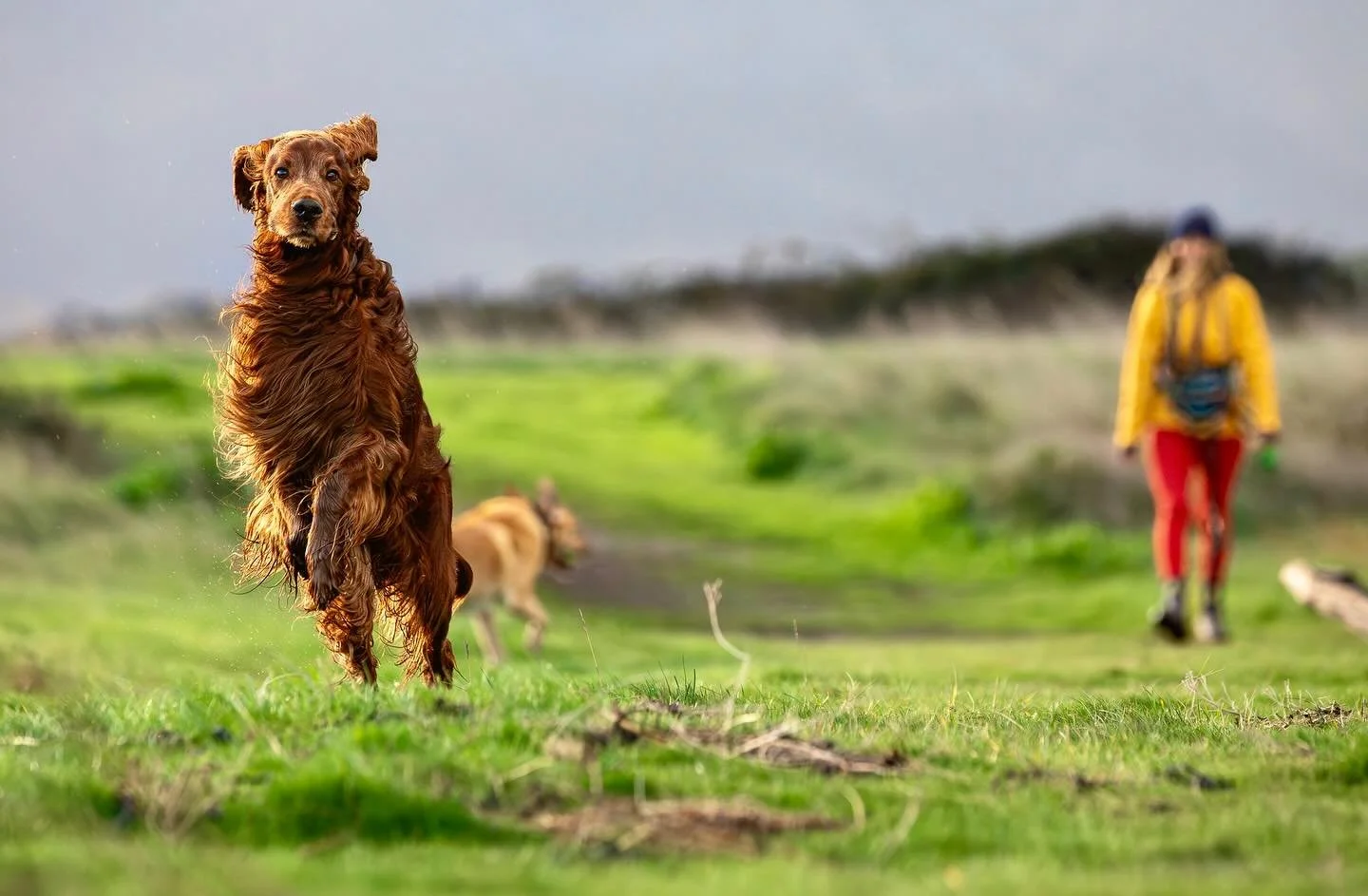 Murphy (half Irish Red Setter, half kangaroo) enjoying the stormy weather today @murphy_the_goodest_boi_ 

#clevedon #clevedondogsquad #clevedondogsquadphotography #dogphotography #dogsofinstagram #dogsofbristol #dogsofbath #dogsofsomerset #dogchrist
