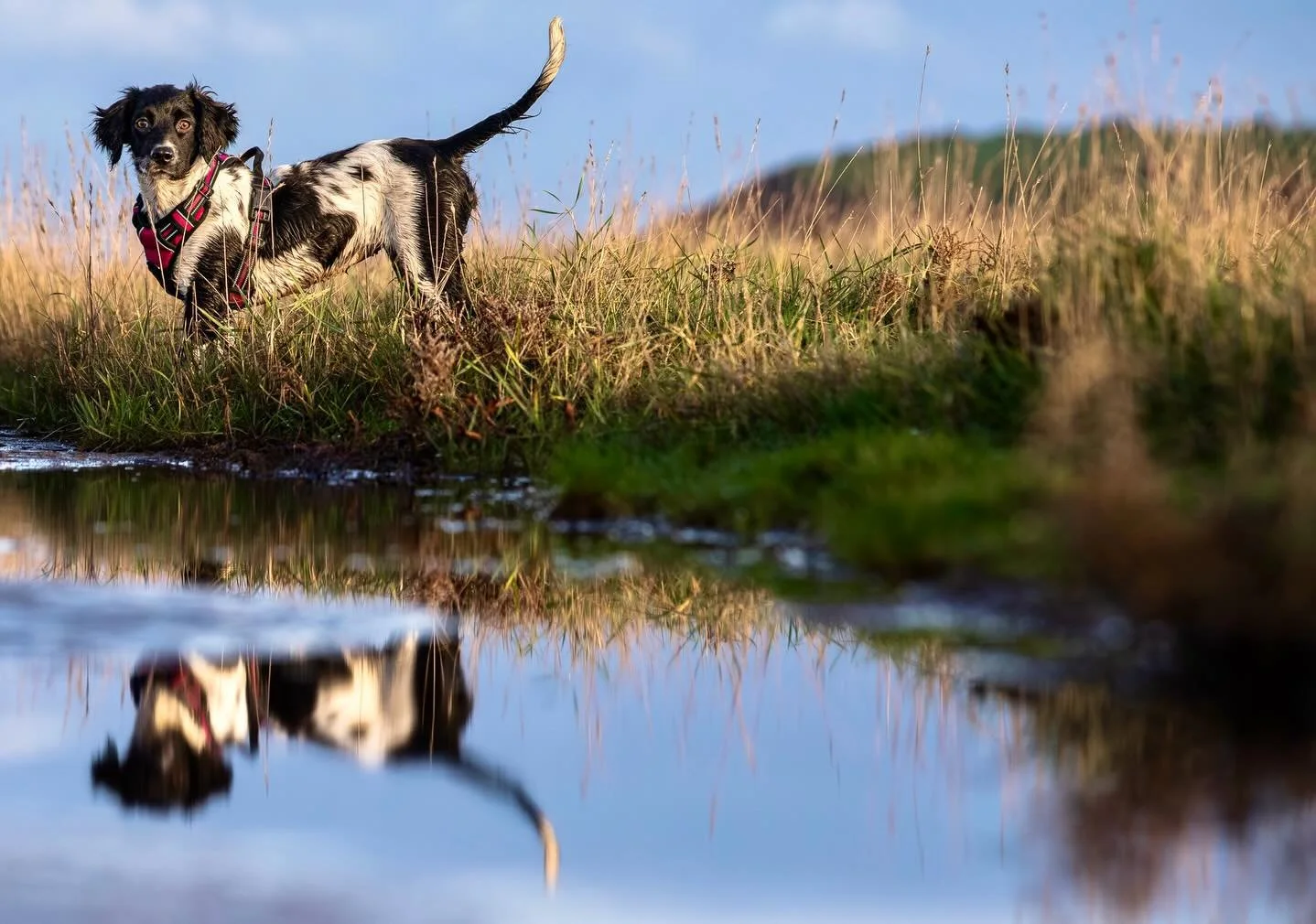 A warm welcome to one of the newest and youngest members of the squad, &lsquo;Peppa&rsquo;. Full of abundant puppy energy and playfulness! 

#clevedondogsquad #clevedondogsquadphotography #dogsofinstagram #dogphotography #petphotography #dogwalkersof