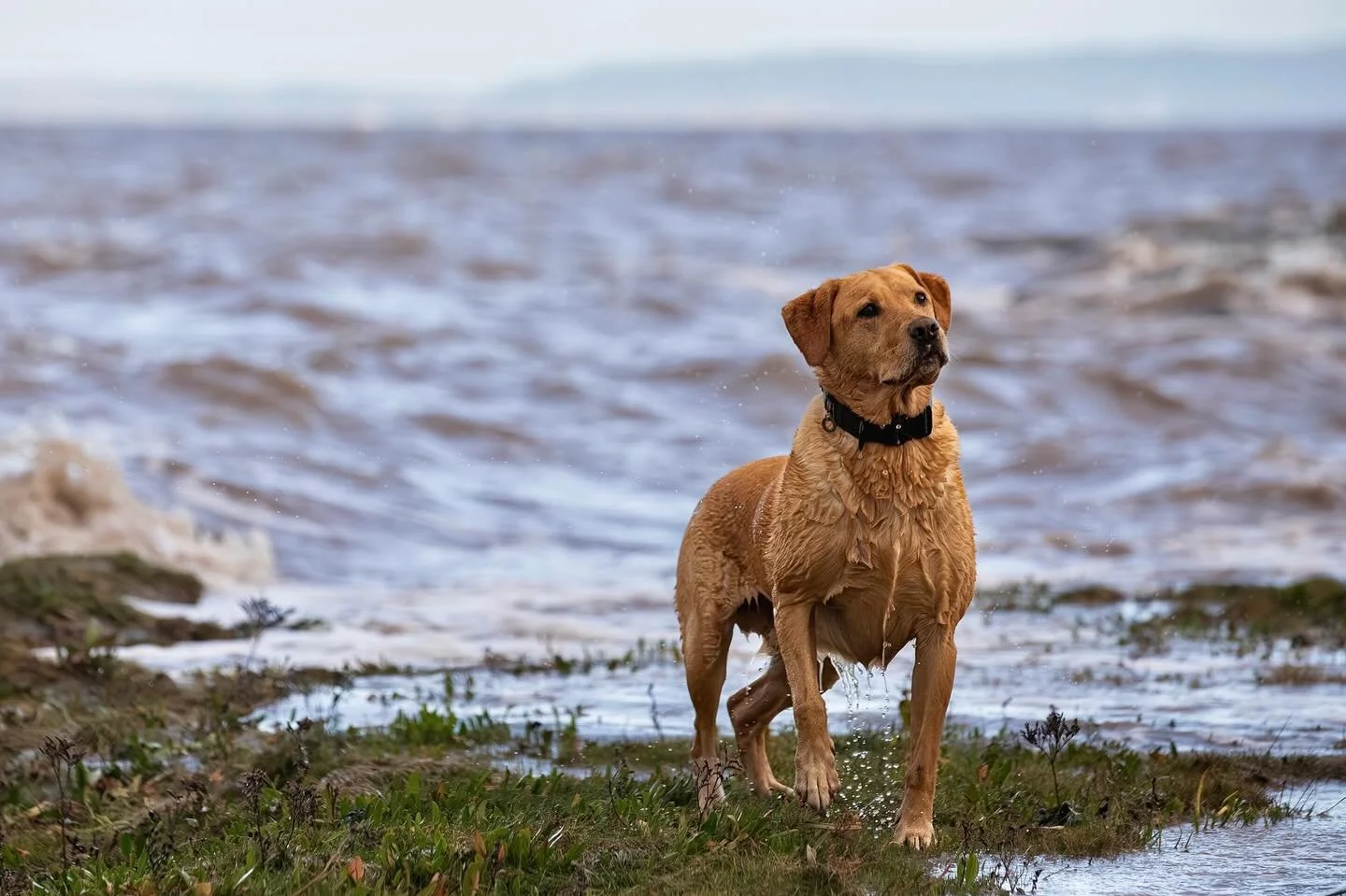 &lsquo;Rex&rsquo; standing proud&hellip;and wet!

#clevedon #clevedondogsquad #clevedondogsquadphotography #dogphotography #dogsofinstagram #dogsofbristol #dogsofbath #dogsofsomerset #dogchristmascards #petphotographyuk #dogphotogift #dogloversuk #do