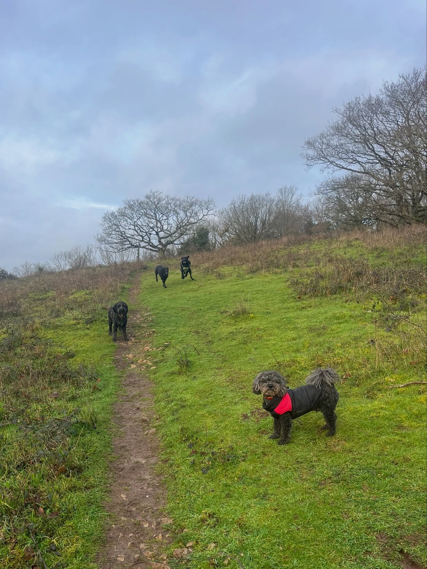 Mornings ☺️
#clevedondogsquad