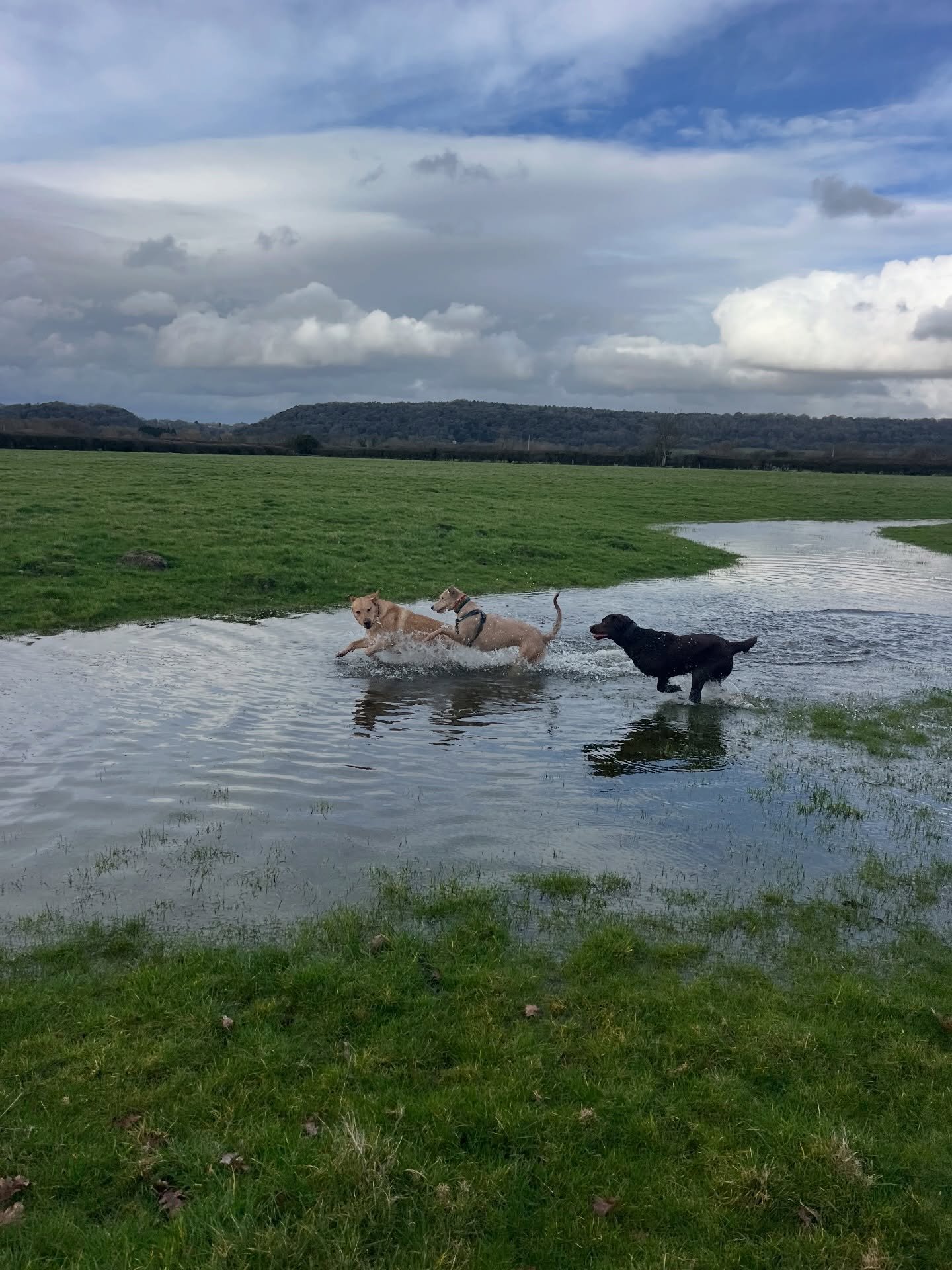 Flora, Rex and Luna loving the flooded fields! 
#clevedondogsquad
