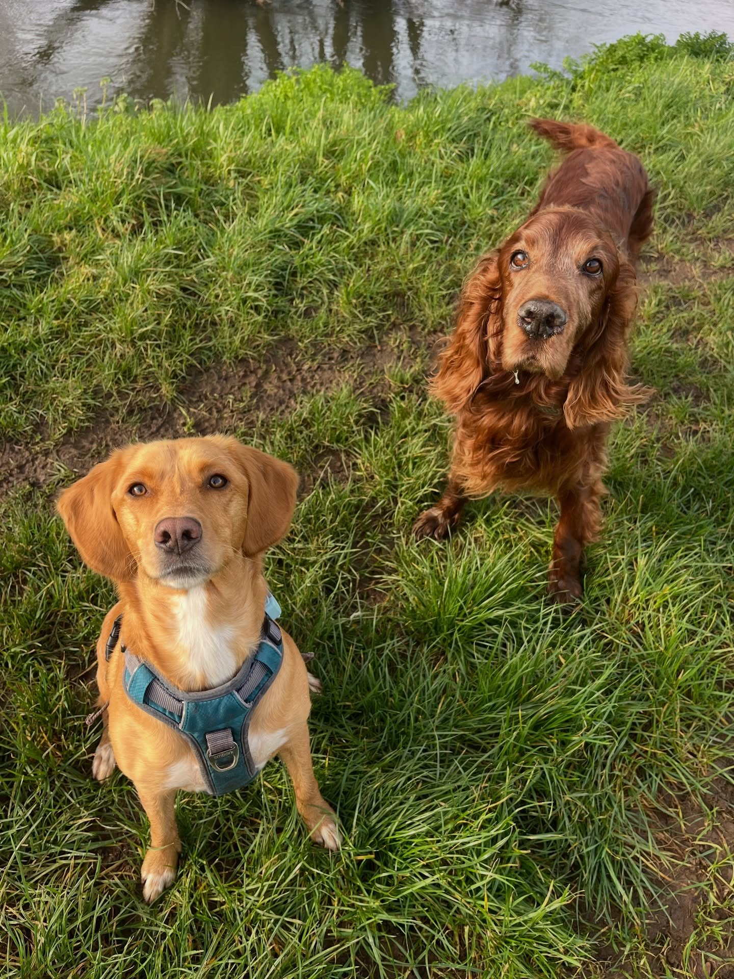 Two gorgeous red heads #clevedondogsquad