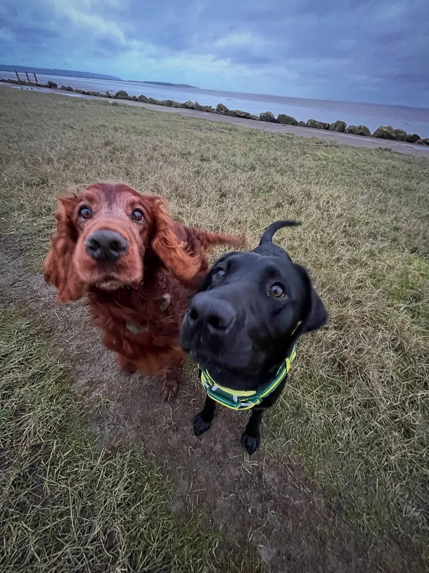 A lovely end to the day with Darcy and Murphy 
#clevedondogsquad