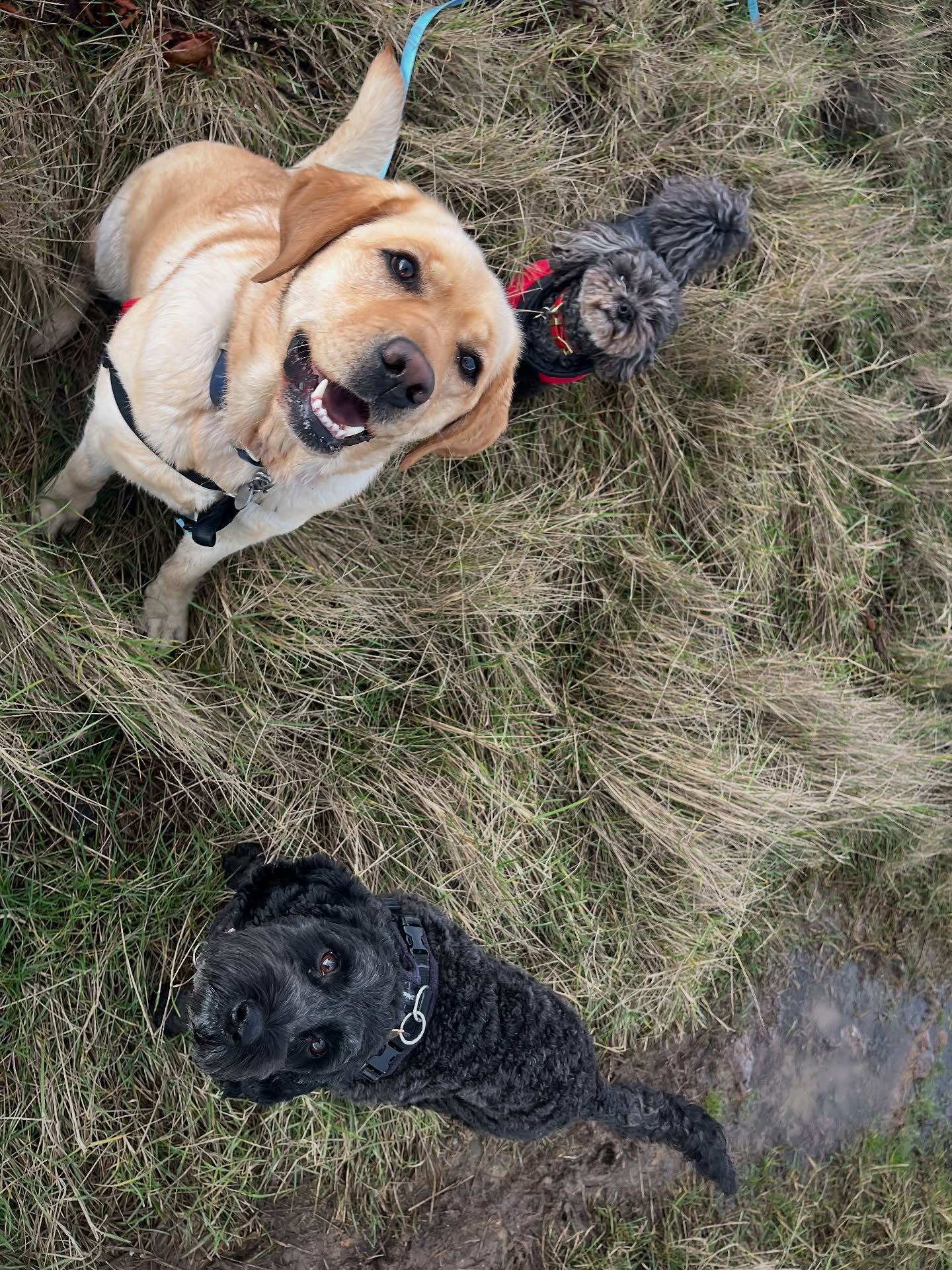 That was a very lovely group this afternoon. #clevedondogsquad #dogwalker