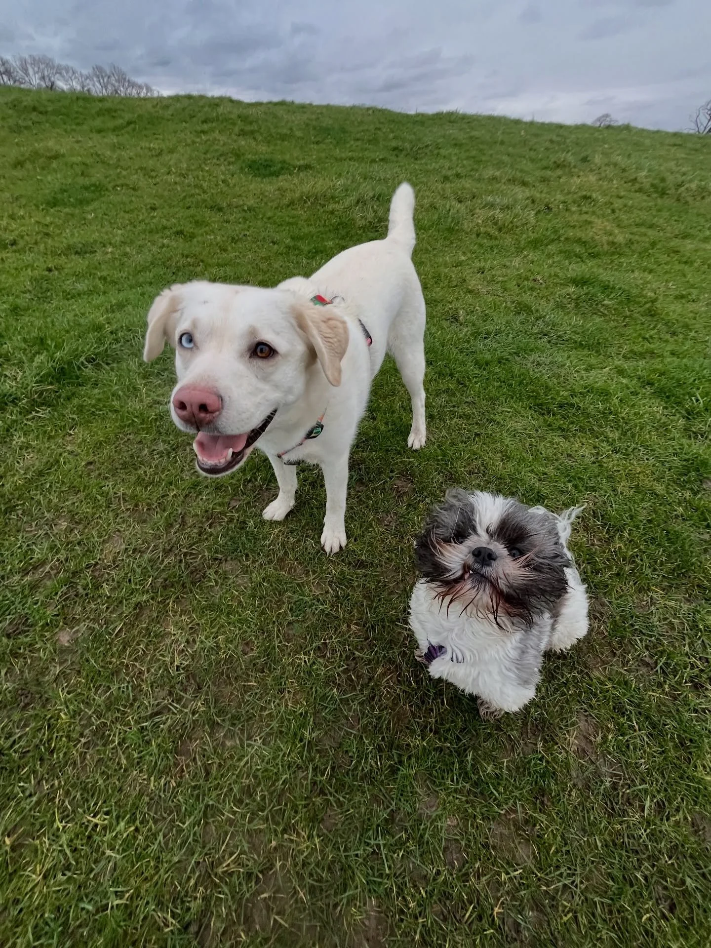 A very sweet walk with Lyla and Kizzy 
#clevedondogsquad