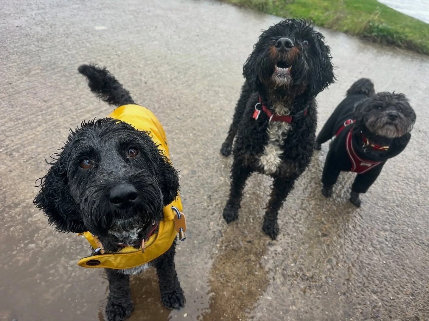 Pouring poodle party! 
#clevedondogsquad