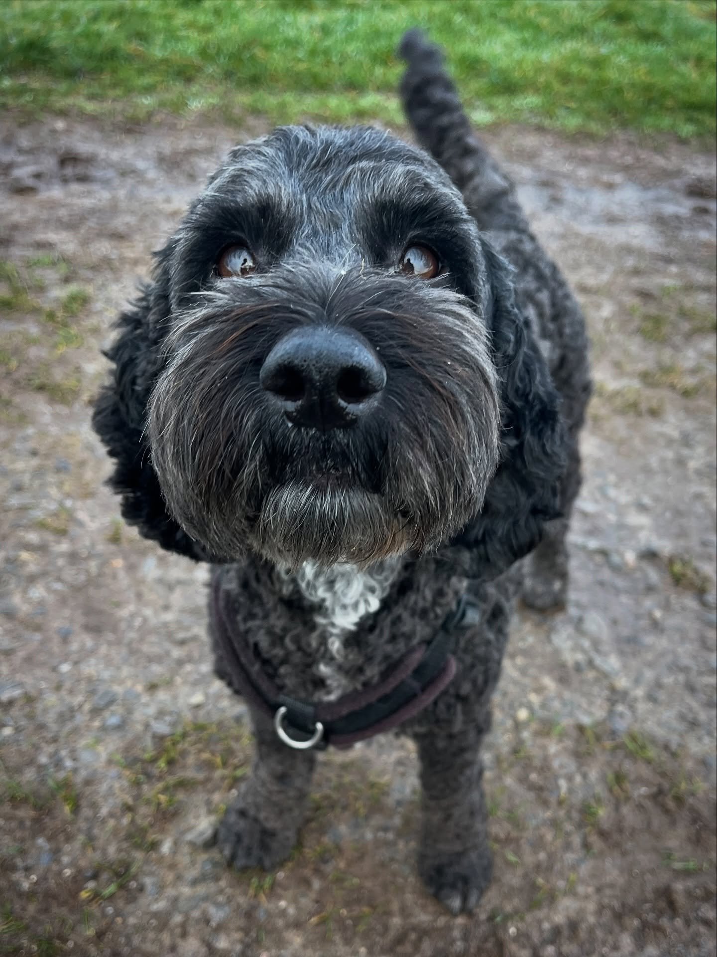 A lovely morning with Pippin, Nero and Darcy 
#clevedondogsquad