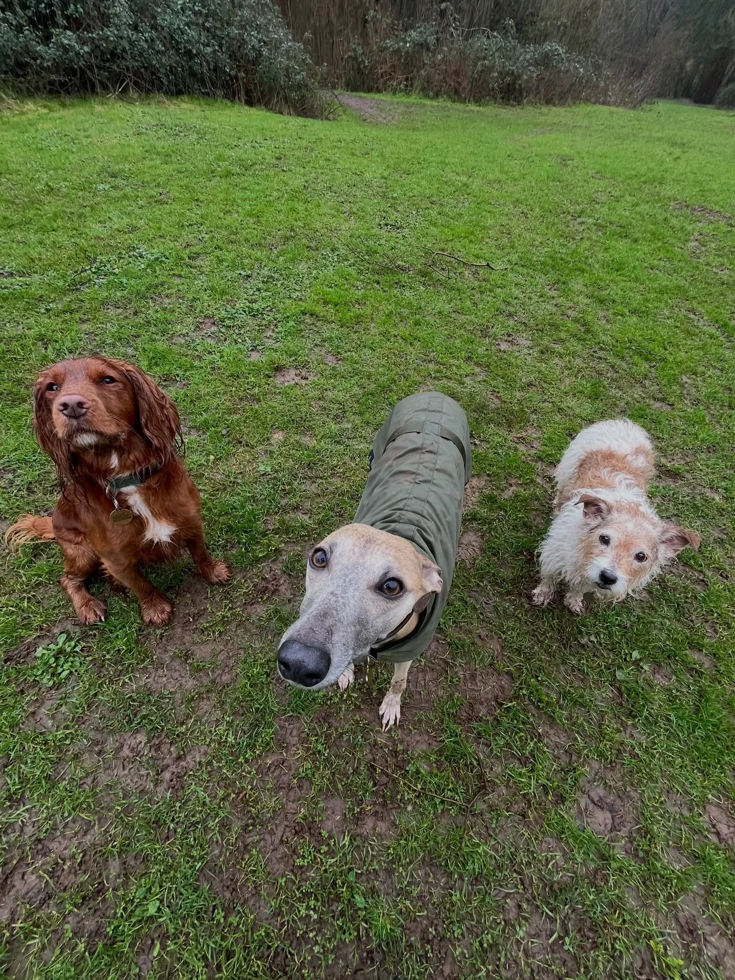 Mud, rain mud at Cadbury Hill! We made the most of it! 
#clevedondogsquad