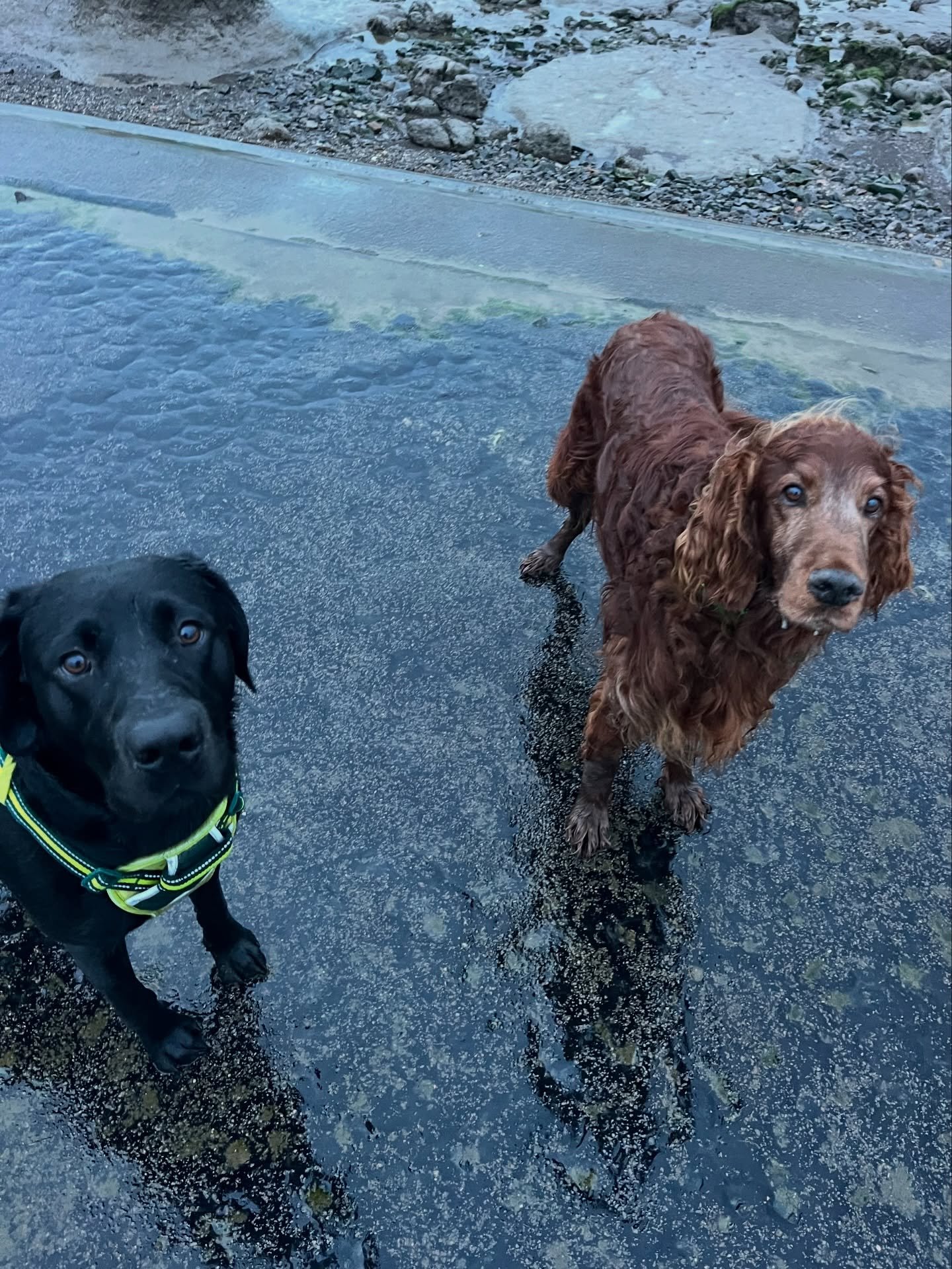 Darcy and Murphy 🖤🧡