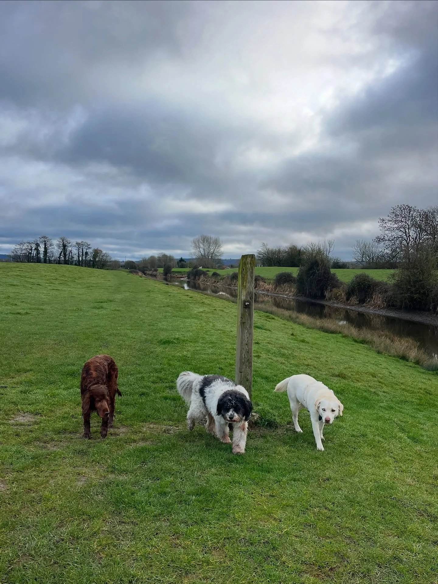 Three chums 
#clevedondogsquad