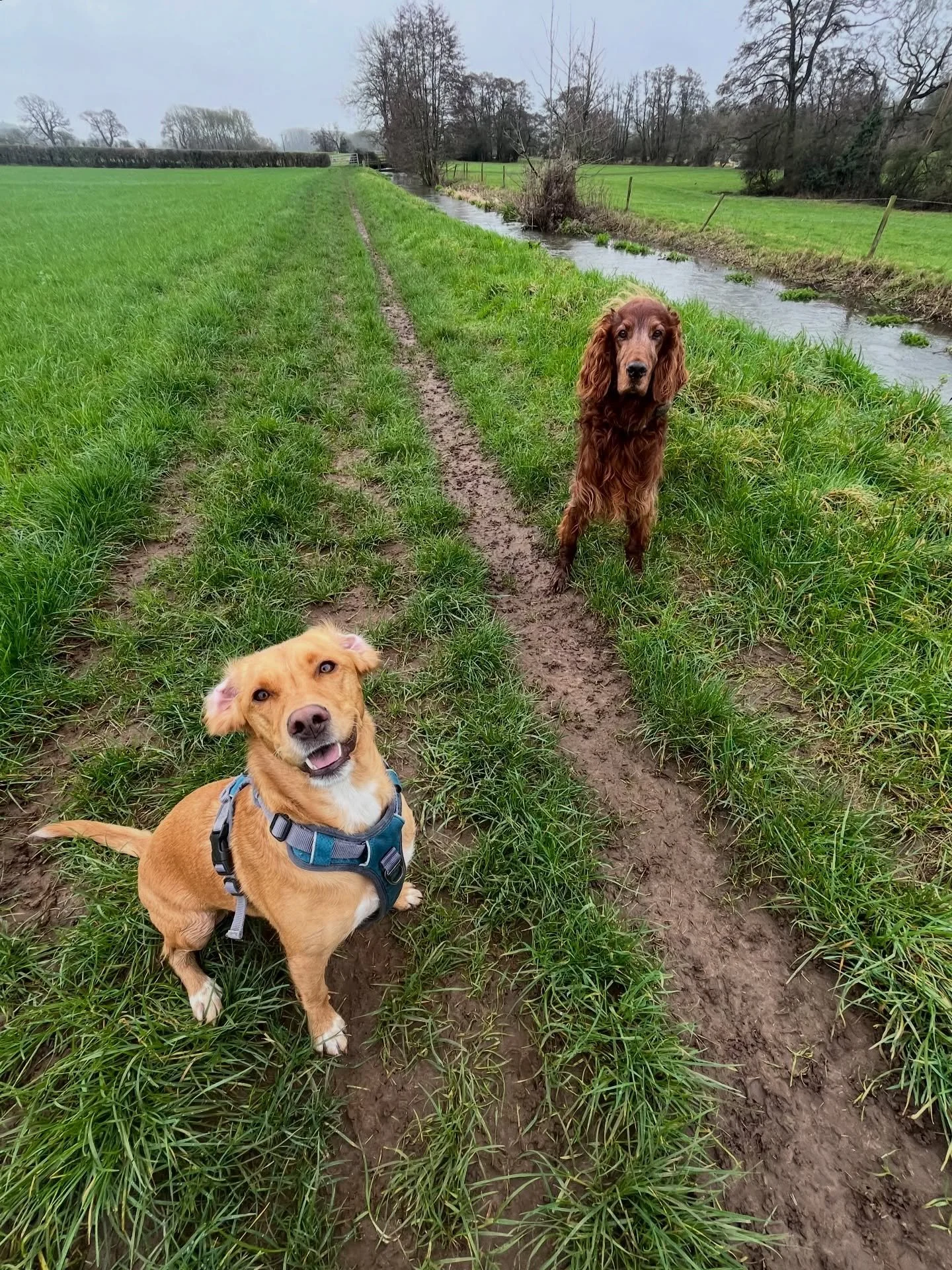 Kiki and Murphy 🧡
#clevedondogsquad