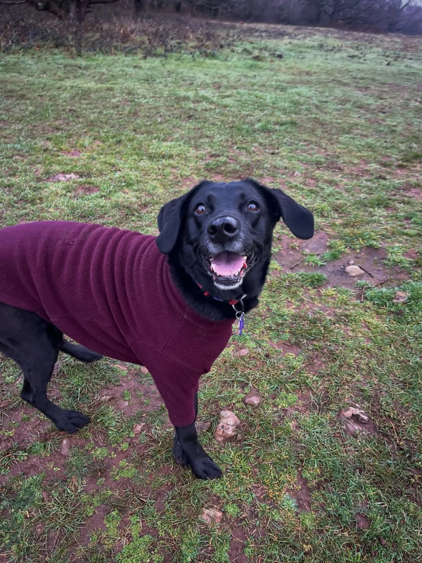 Great start to the day with Bonnie, Nero and Pippin 
#clevedondogsquad