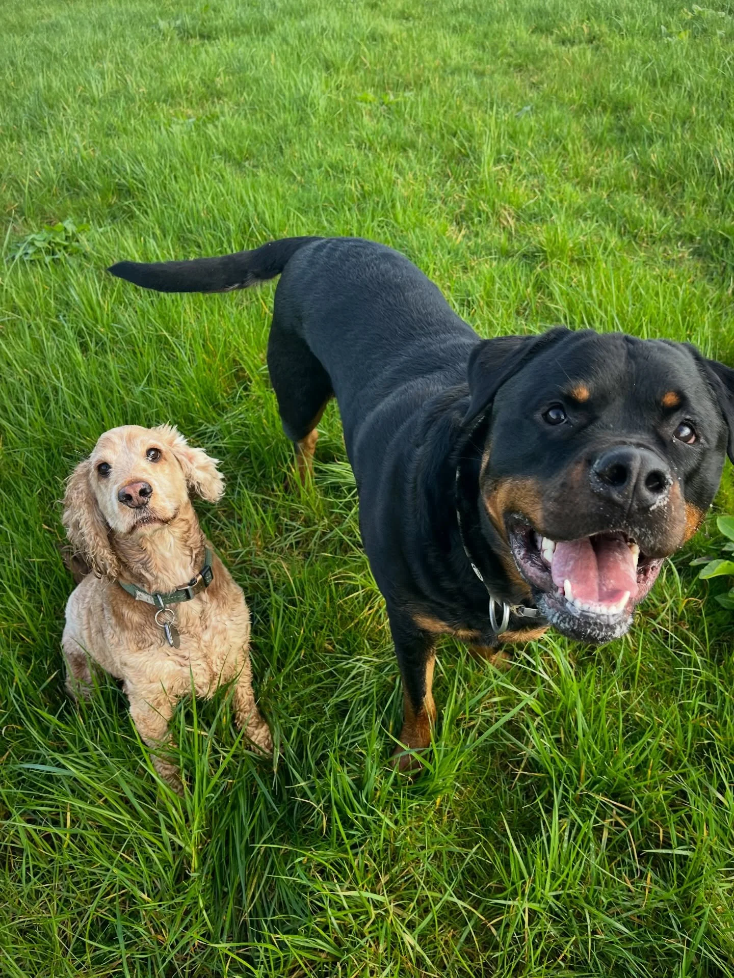 Ralph and Pip! 
#clevedondogsquad