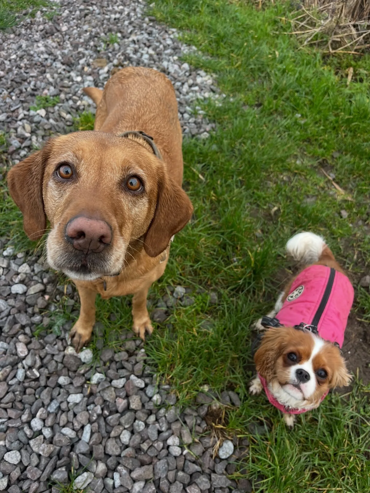 Kerry loved having Tally join us yesterday! 
#clevedondogsquad
