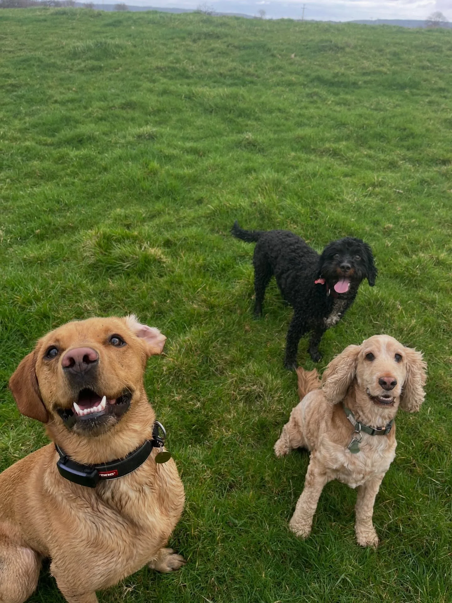 T H U R S D A Y 💥 
#clevedondogsquad