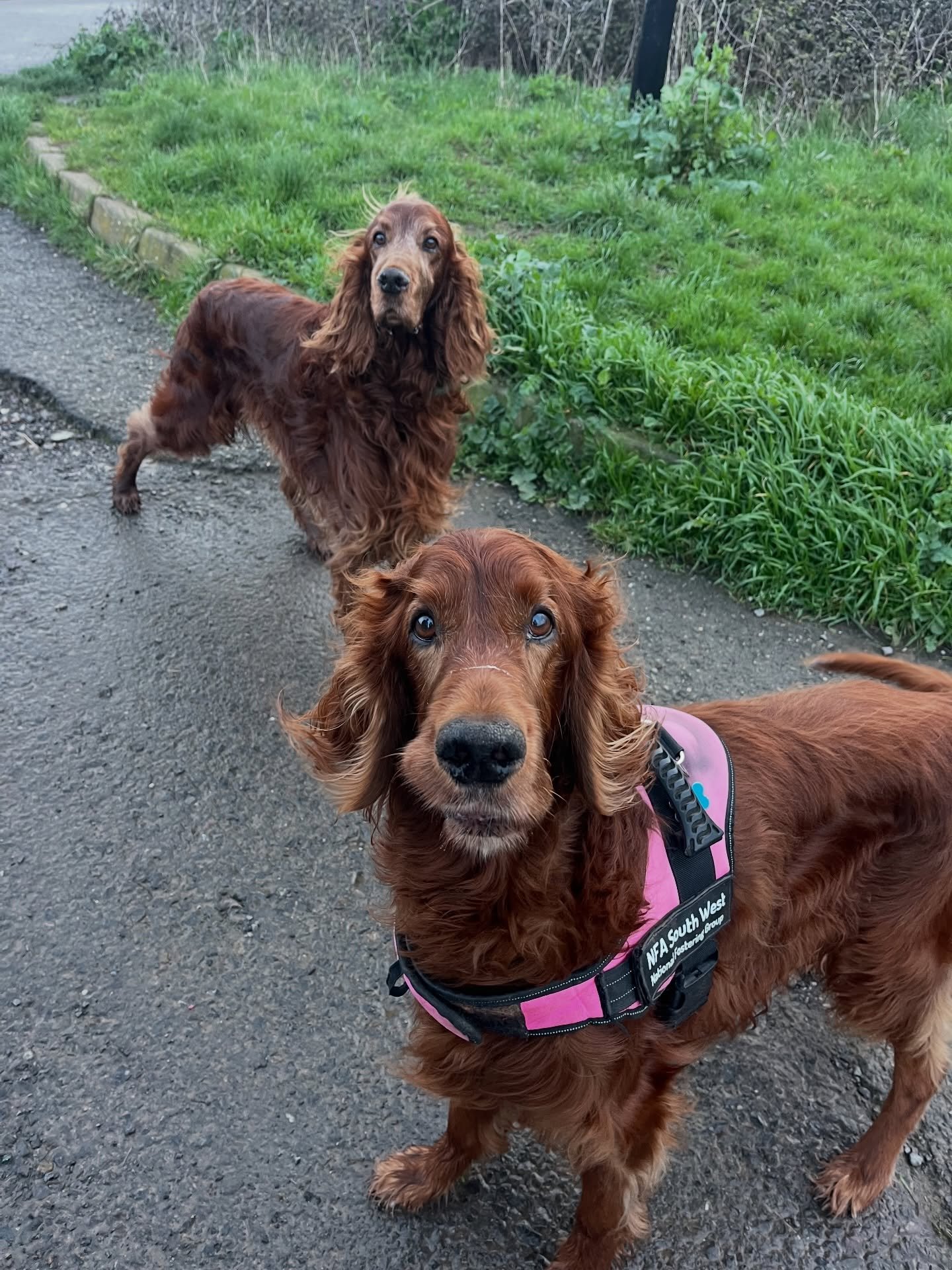 F R I D A Y 

Had the pleasure of taking Murphy&rsquo;s brother from another mother out. Dear Freddie. 

Had lots of fun playing games with Darcy in the morning and he found a stick and a ball at the same time and did not know what to do!!! Flora the