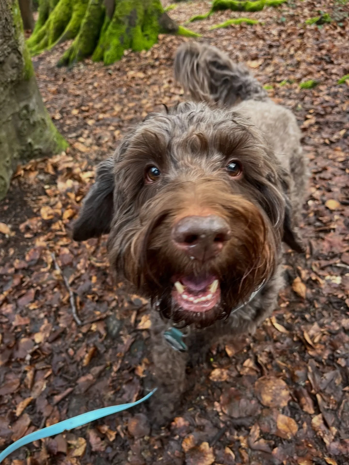 What a cracking start to the week! 

Early morning walk with the two Irish brothers. Freddie and Murphy

Have the pleasure of taking Australian Cobberdog Finn out for morning strolls for the next few weeks! What a legend he is. 

More fun with Arlo a